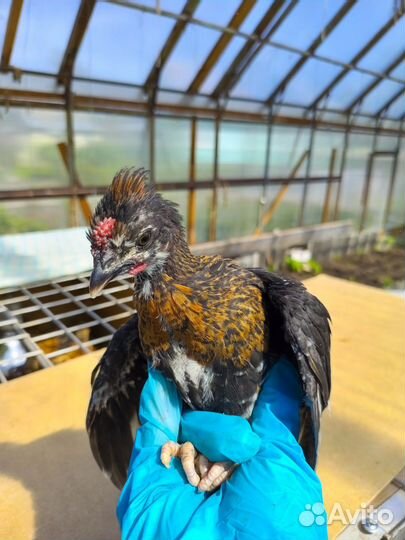 Бентамки карликовые куры