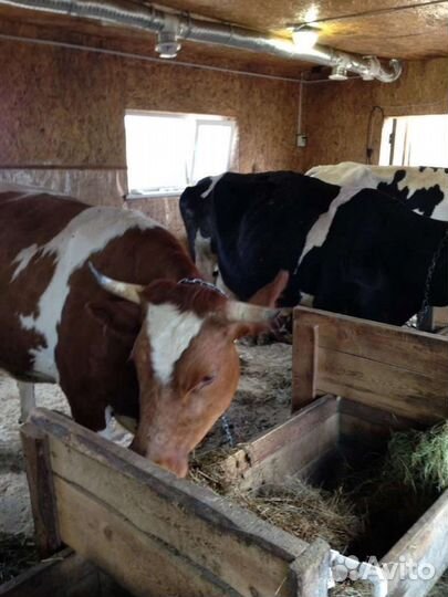 Птичий Помет, Навоз