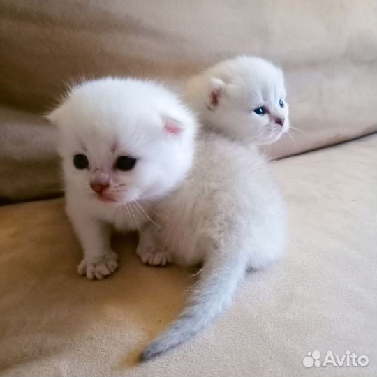 Британские котята