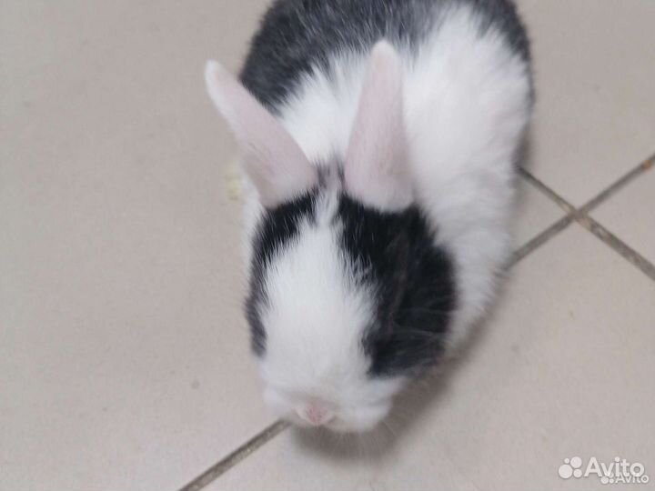 Морская свинка