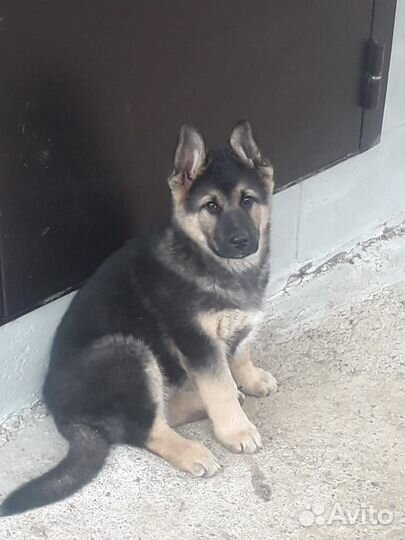 Восточноевропейская овчарка