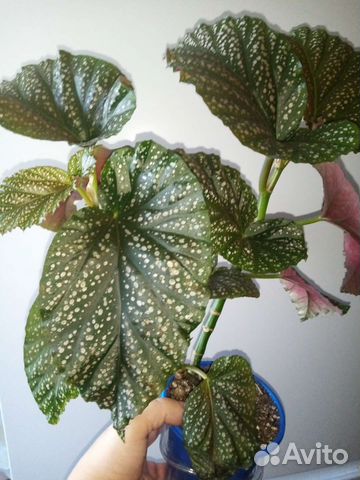 Бегония кейн