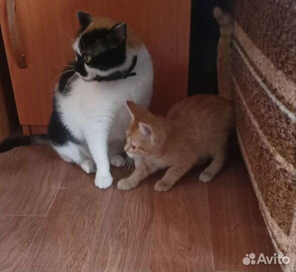 Котенок