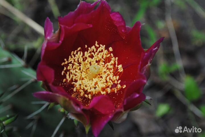 Опунция каманчская, форма красная