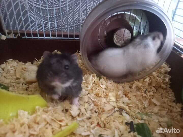 Джунгарский хомяк