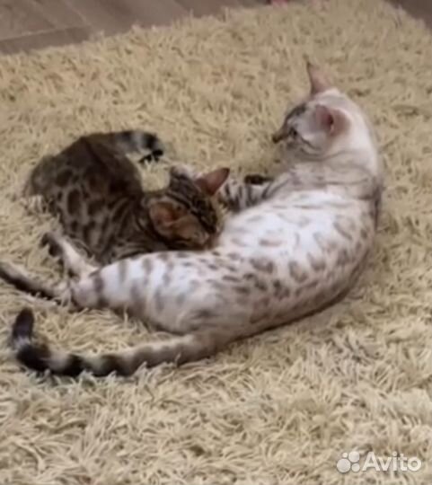 Бенгальские котята