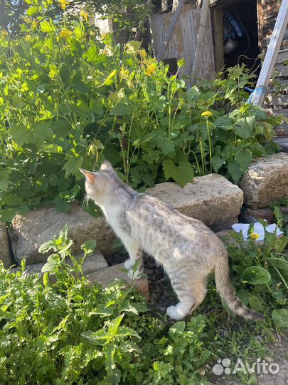 Отдам прекрасного кота в добрые руки
