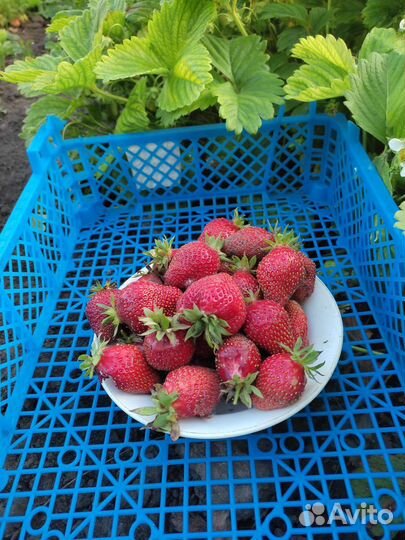 Саженцы клубники