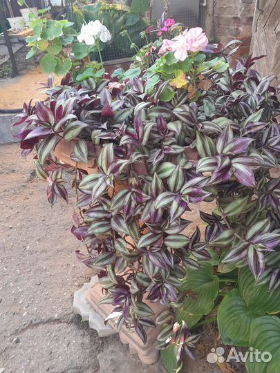 Традисканции и эписция. Для кашпо и аквариума