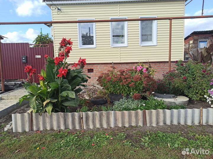 Гладиолусы