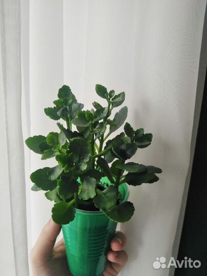 Каланхоэ цветущий