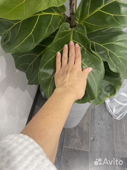 Фикус лирата