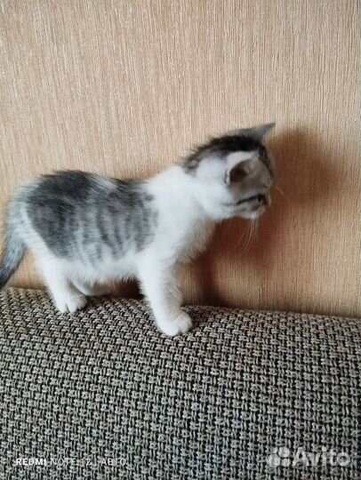 Британские котята