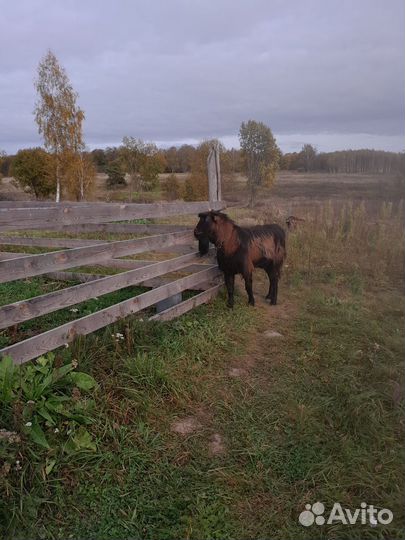 Чешский козел