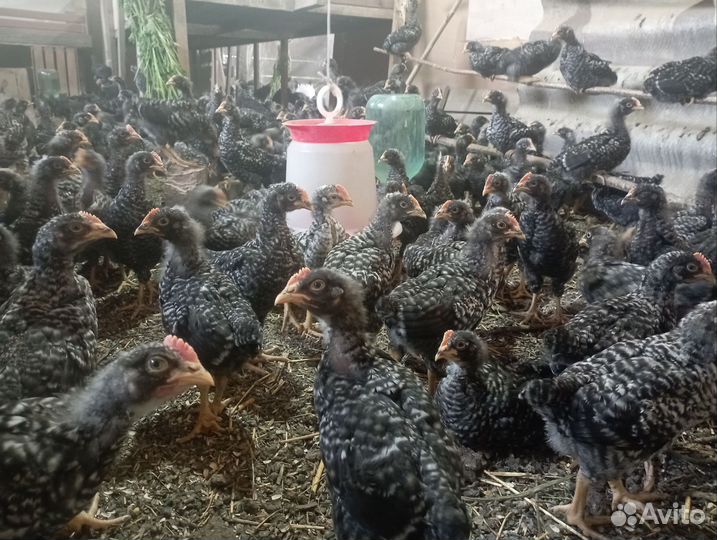 Петушки Доминант