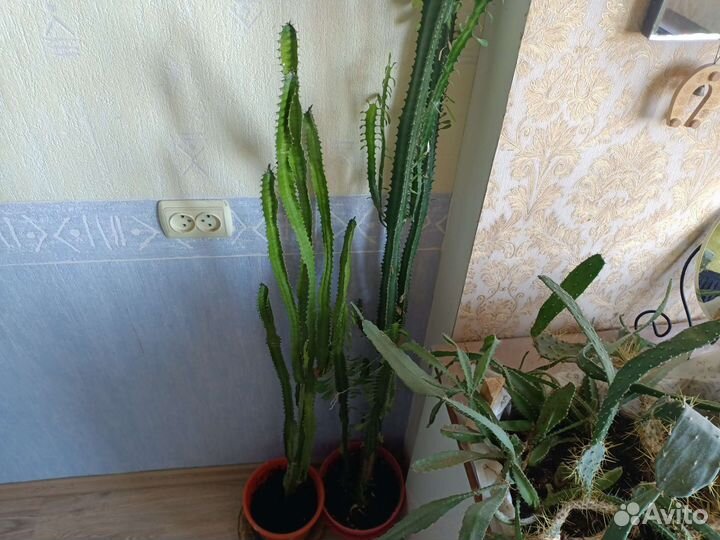 Кактус - Молочай