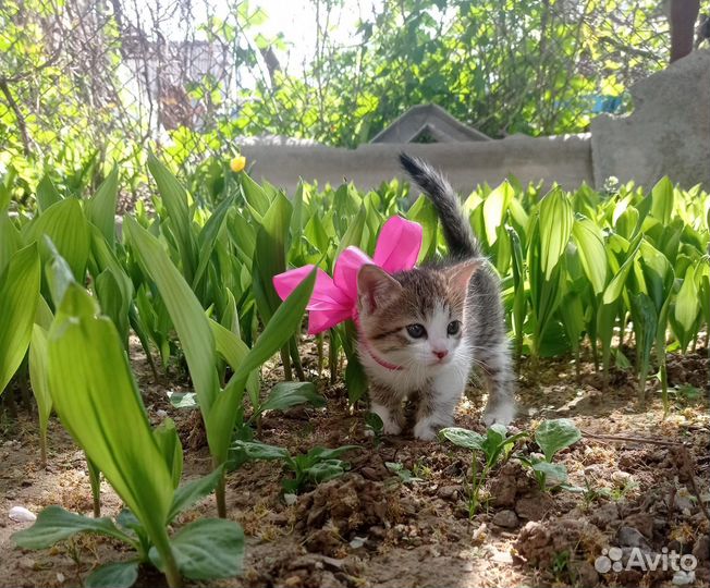 Отдам в добрые руки котёнка
