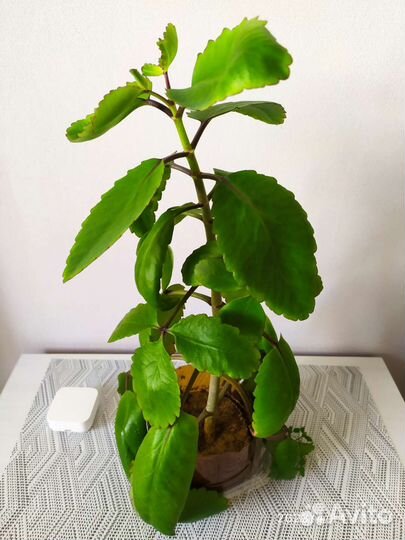 Комнатные растения каланхоэ, алое