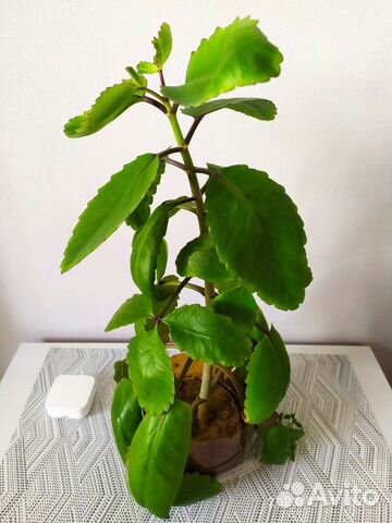 Комнатные растения каланхоэ, алое