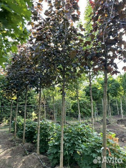 Клён остролистный Crimson King/350-400 см о/с 12-1