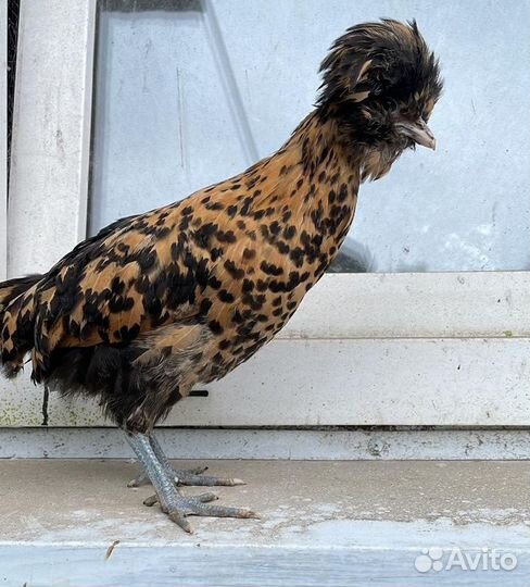 Куры петухи