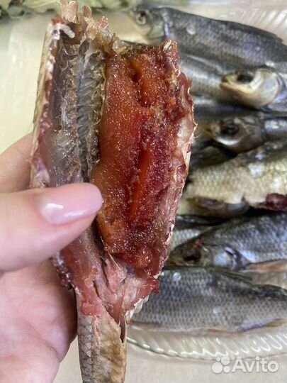 Северная рыба