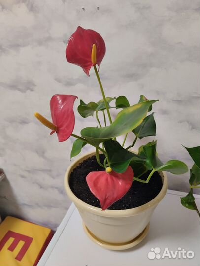 Цветок мужское счастье