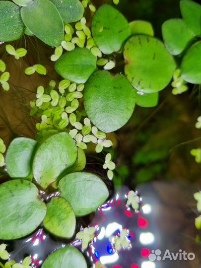 Аквариумные растения, рыбки и улитки