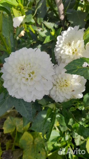 Георгины клубни