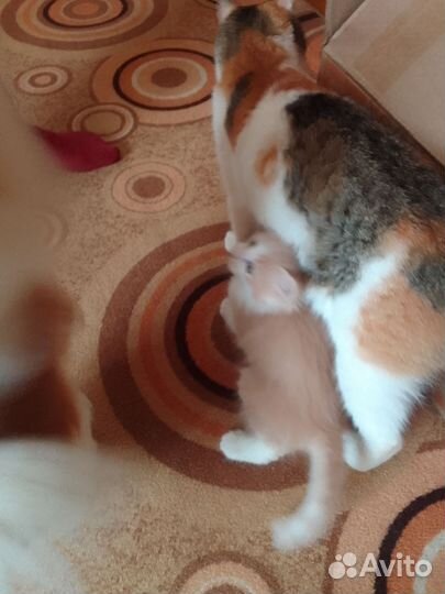 Кошки в добрые руки бесплатно