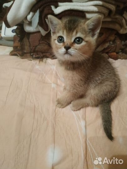Шотландские котята