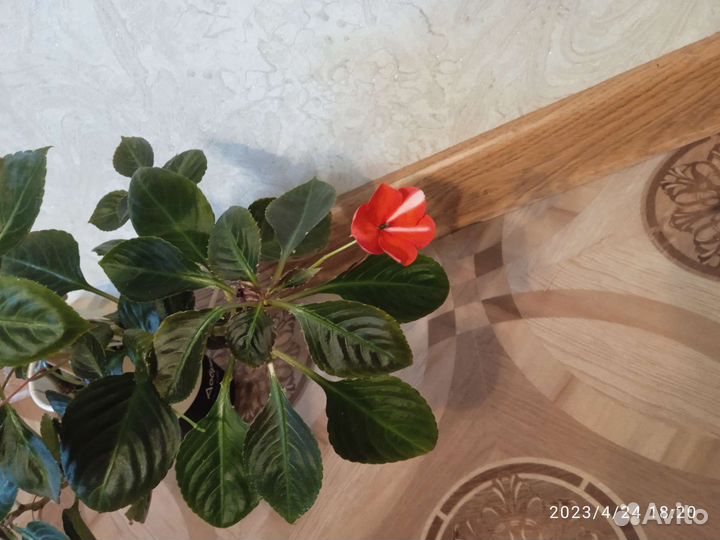 Бальзамин ванька мокрый