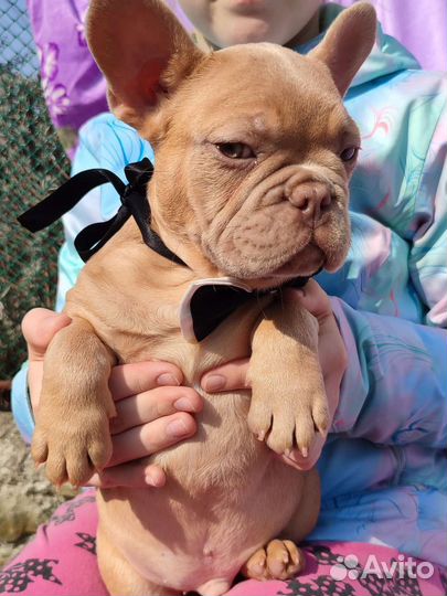 Изабелла мальчик