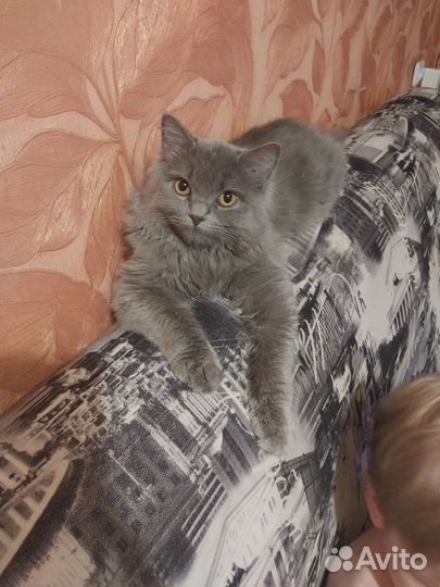 Отдам бесплатно