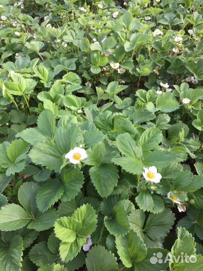 Клубника ремонтантная