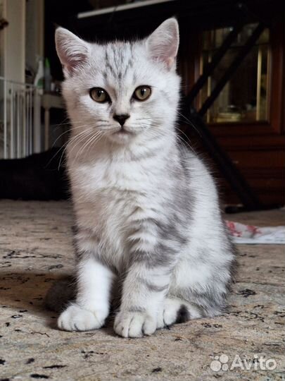 Шотланский котенок