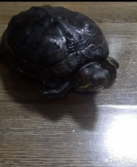 Красноухая черепаха бесплатно