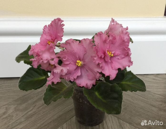 Фиалка махровая нежно-розовая, ек-Солнышко ясное