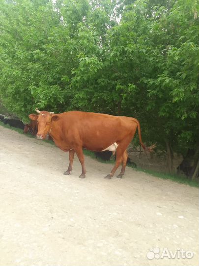 Корова дойная с теленком