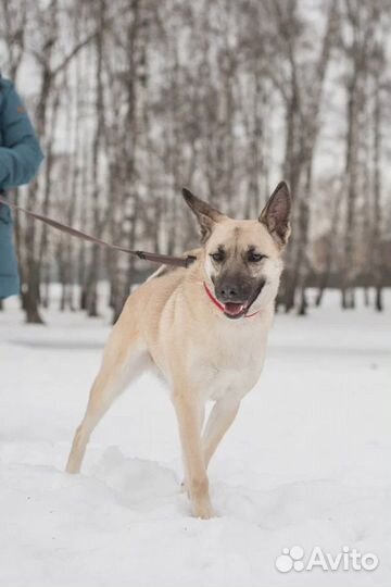 Ирис грустит в приюте