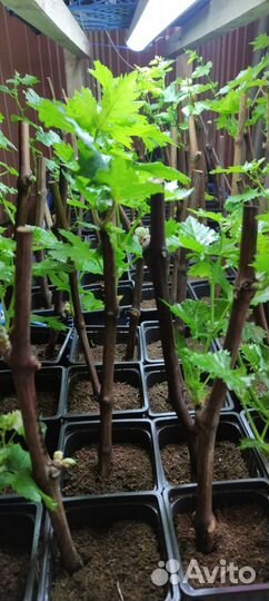 Саженцы винограда