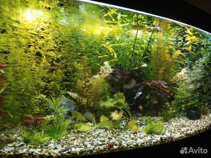 Аквариумные растения, прополка