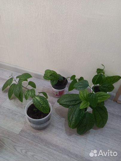 Клеродендрум