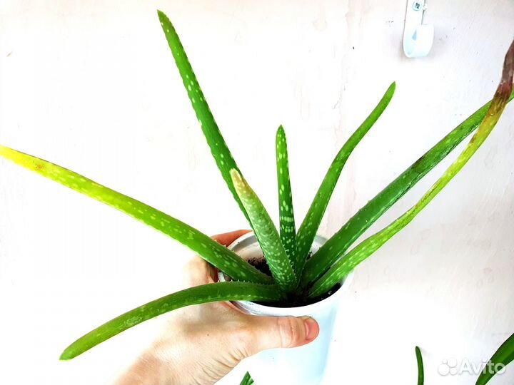 Алоэ вера растение комнатное