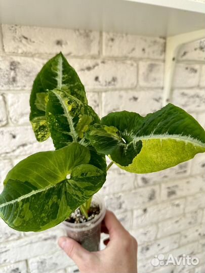 Сингониум яичница