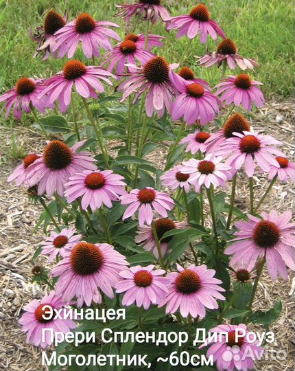 Пряно-вкусовые и лекарственные растения