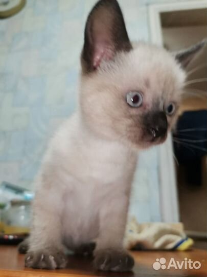 Сиамские котята