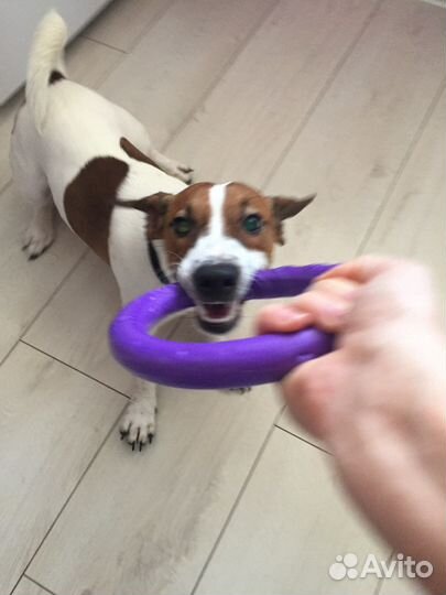 Вязка джек Рассел терьер