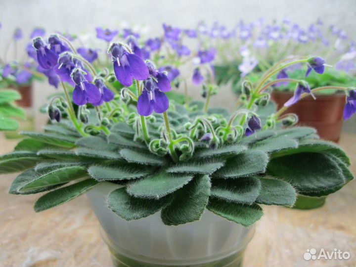 Петрокосмеи