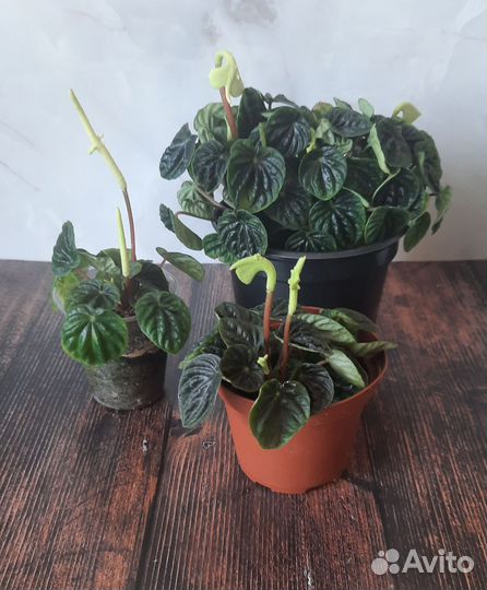 Пеперомия лилиан